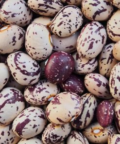 Fagioli Borlotti coltivati in Umbria