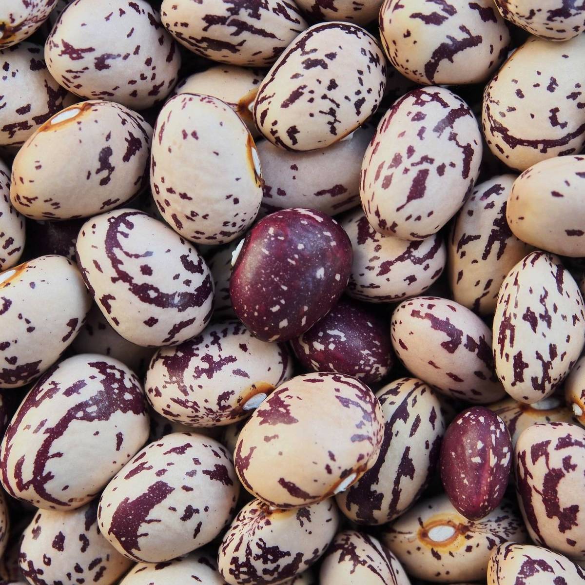 Fagioli Borlotti coltivati in Umbria - immagine 2