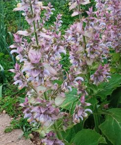 Sale alle erbe alpine di Salvia Sclarea