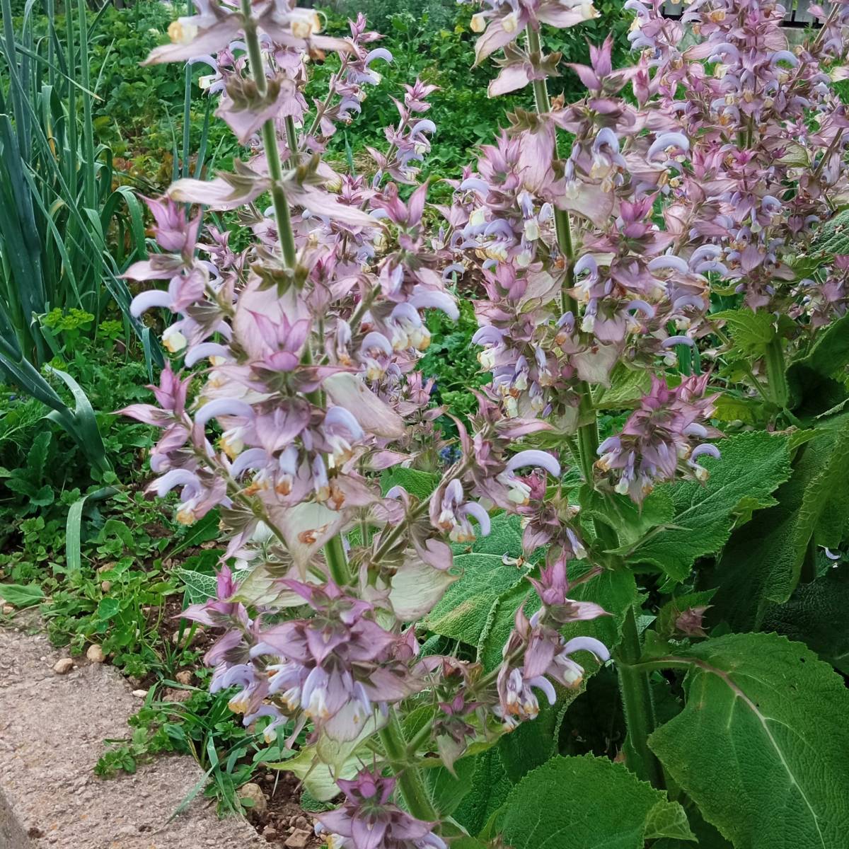 Sale alle erbe alpine di Salvia Sclarea