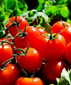 Pomodoro Ciliegino Rosso Siciliano