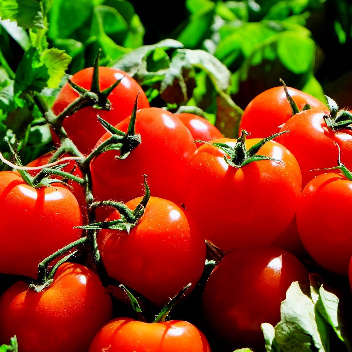 Pomodoro Ciliegino Rosso Siciliano - immagine 2
