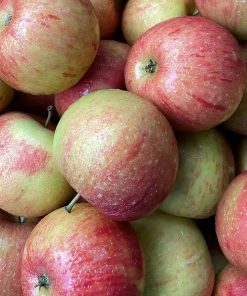 Mela Morgan Imperatore