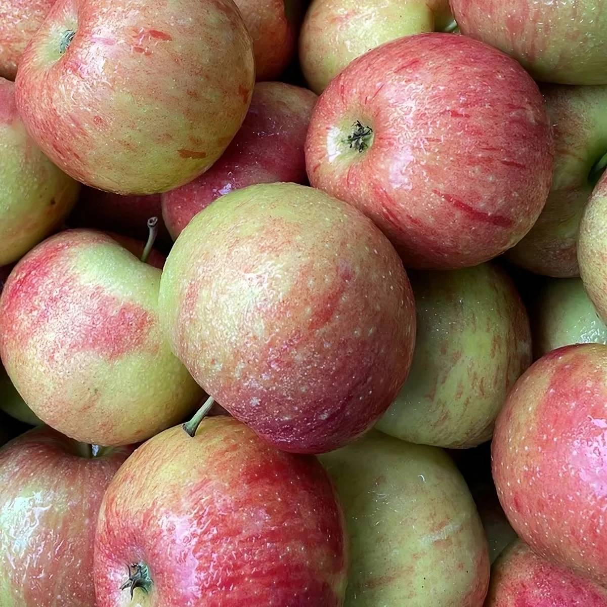 Mela Morgan Imperatore - immagine 2