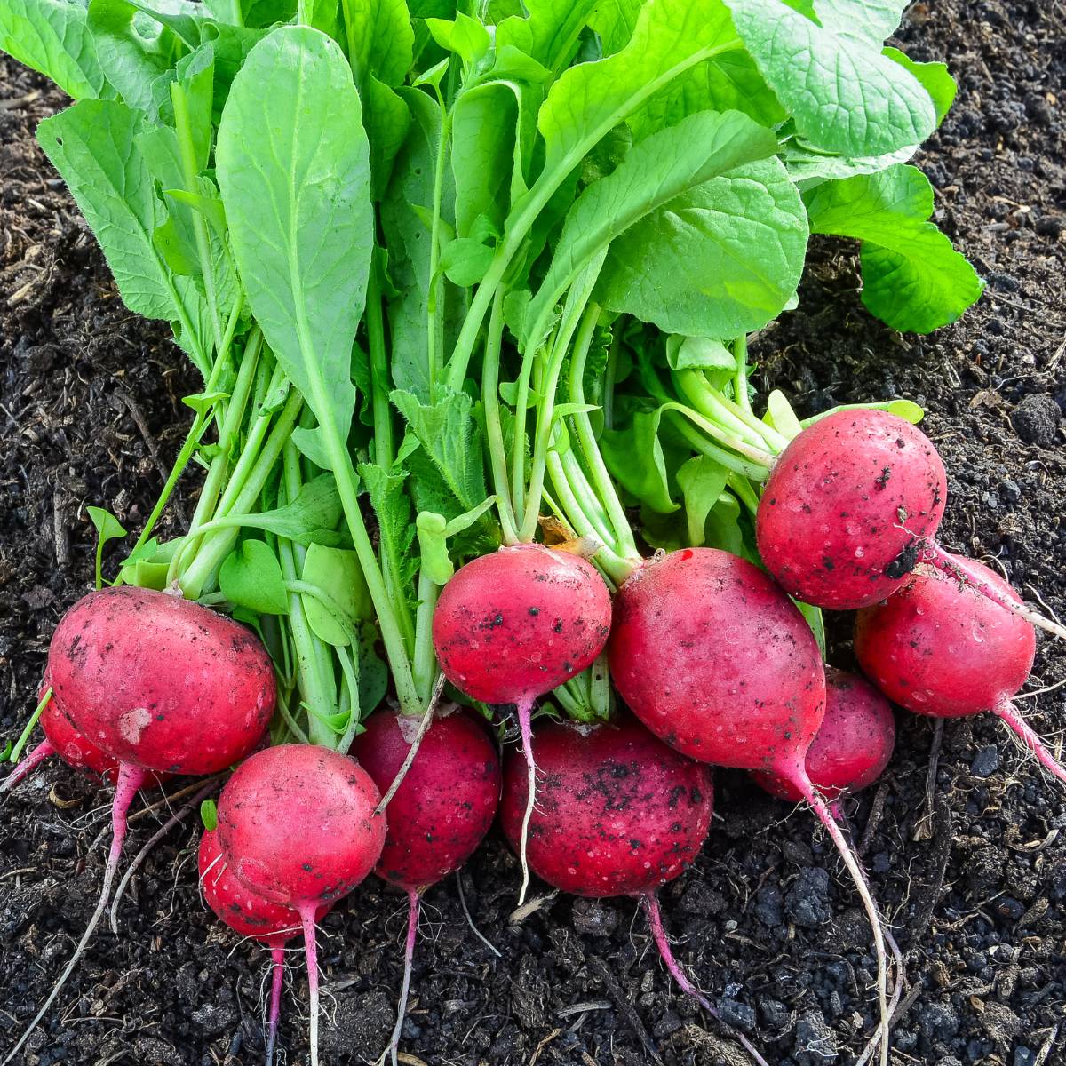 Ravanelli - immagine 2