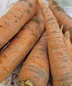 Carote Arancioni di Pezzatura Media