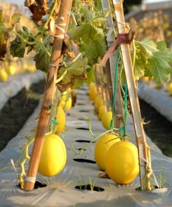 Melone Gialletto Siciliano