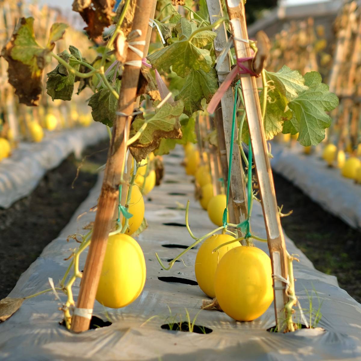 Melone Gialletto Siciliano