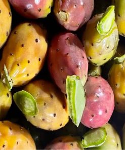 Ficodindia Siciliano