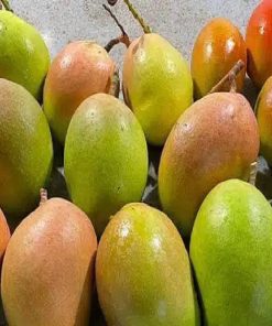 Mango Biologico