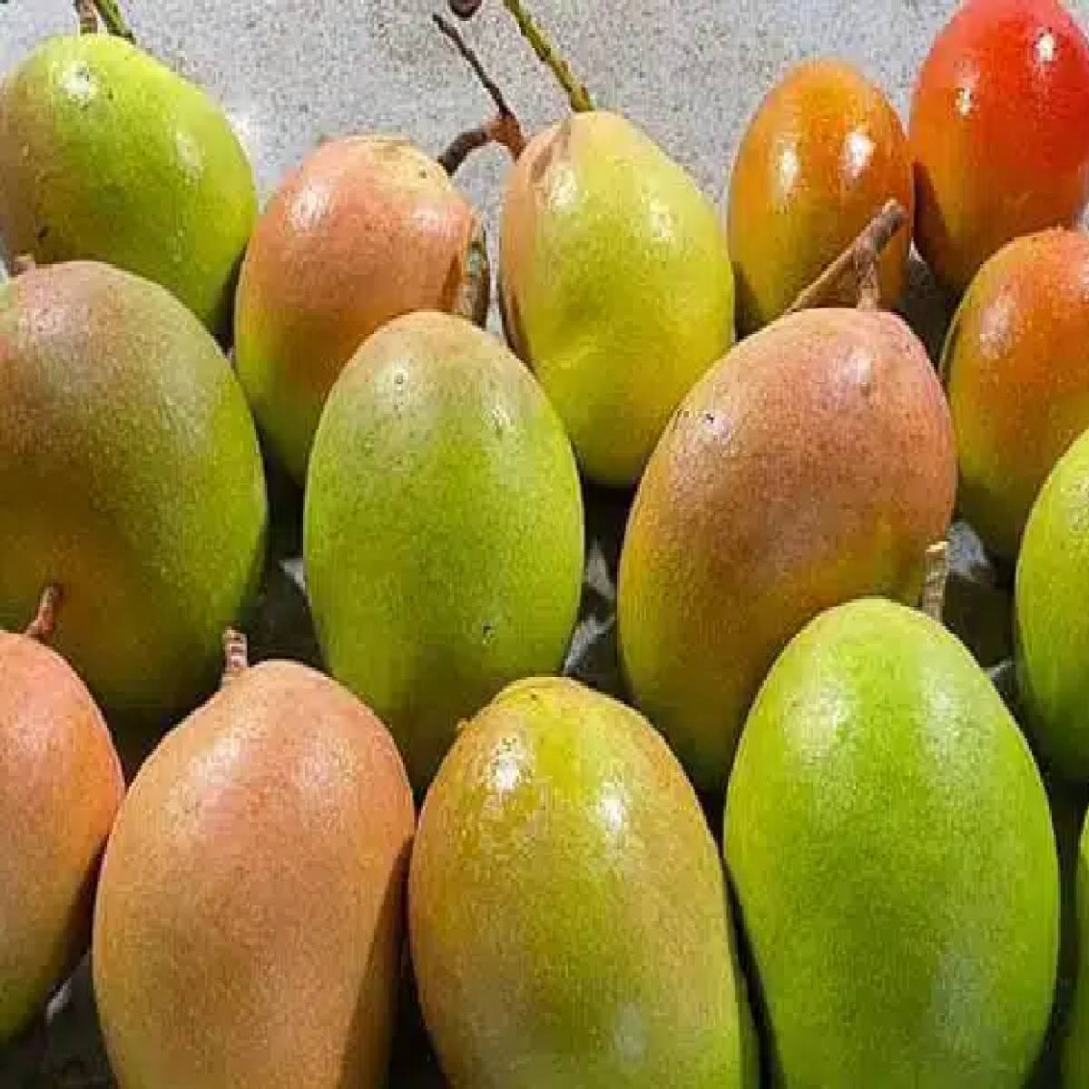 Mango Biologico - immagine 2