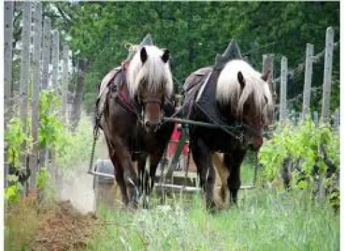 Alborina Gavi DOCG Biodinamico 2022 750ml - immagine 5