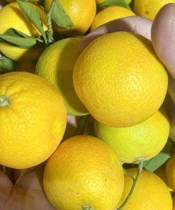 Arancia vaniglia (Buccia Edibile)