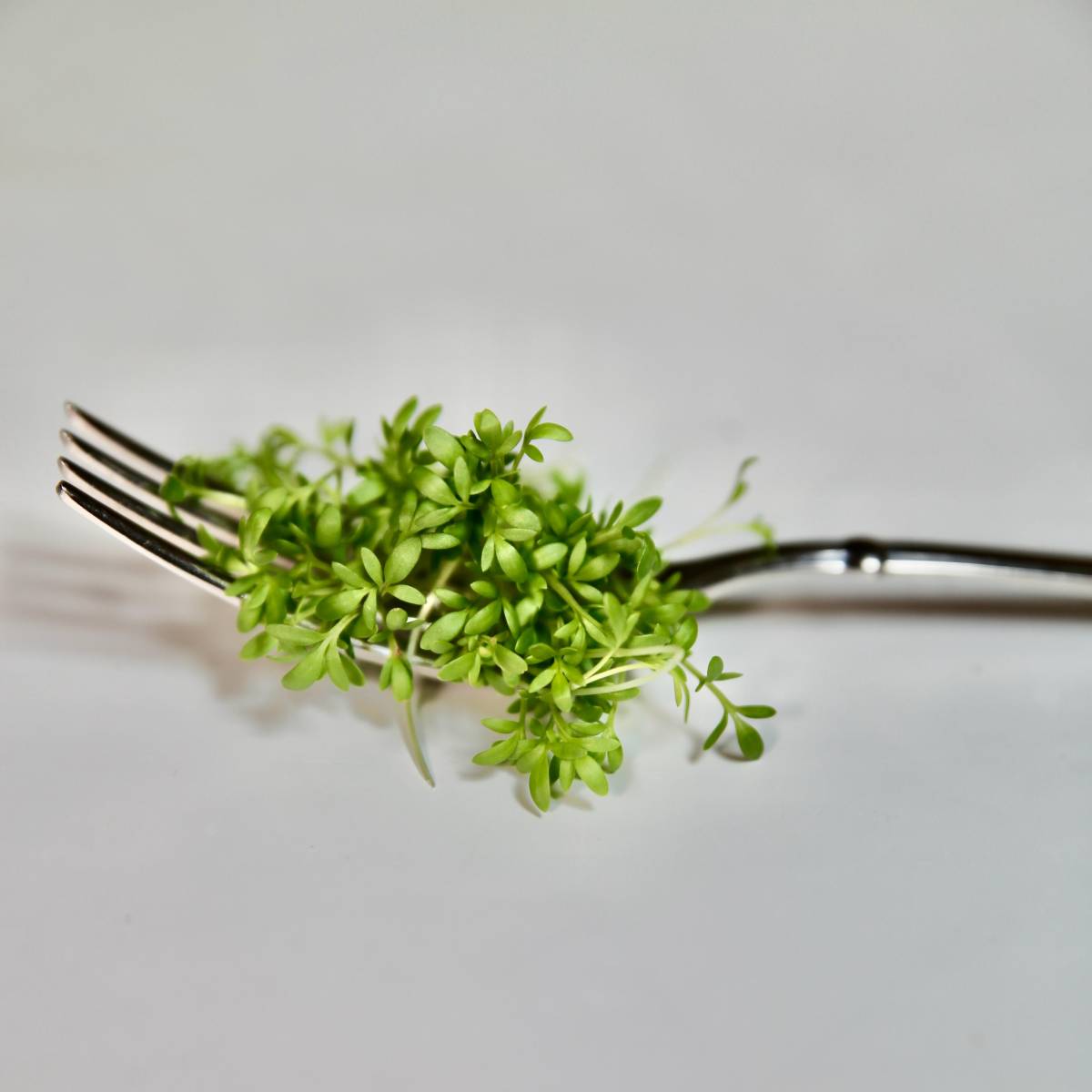 Crescione Romagna - immagine 2