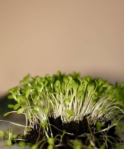 Lattughina microgreens