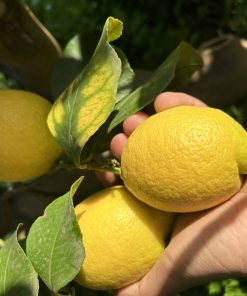 Limoni Bio